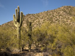 Saguaro Cactus, Arizona 2016 (foto: Harold Pelgrom)