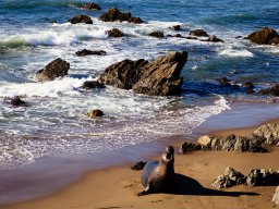 Elephant Seal, Pacific Coast Highway 1, California, 2016 (foto: Harold Pelgrom)