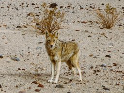 Coyote (prariewolf) in Death Valley, California, 2017 (foto: Harold Pelgrom)